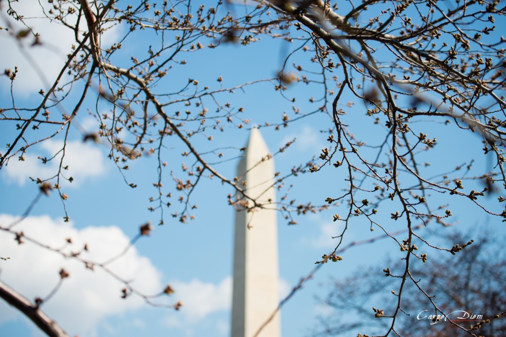 Những nụ Anh Đào chơm chớm, Washington DC