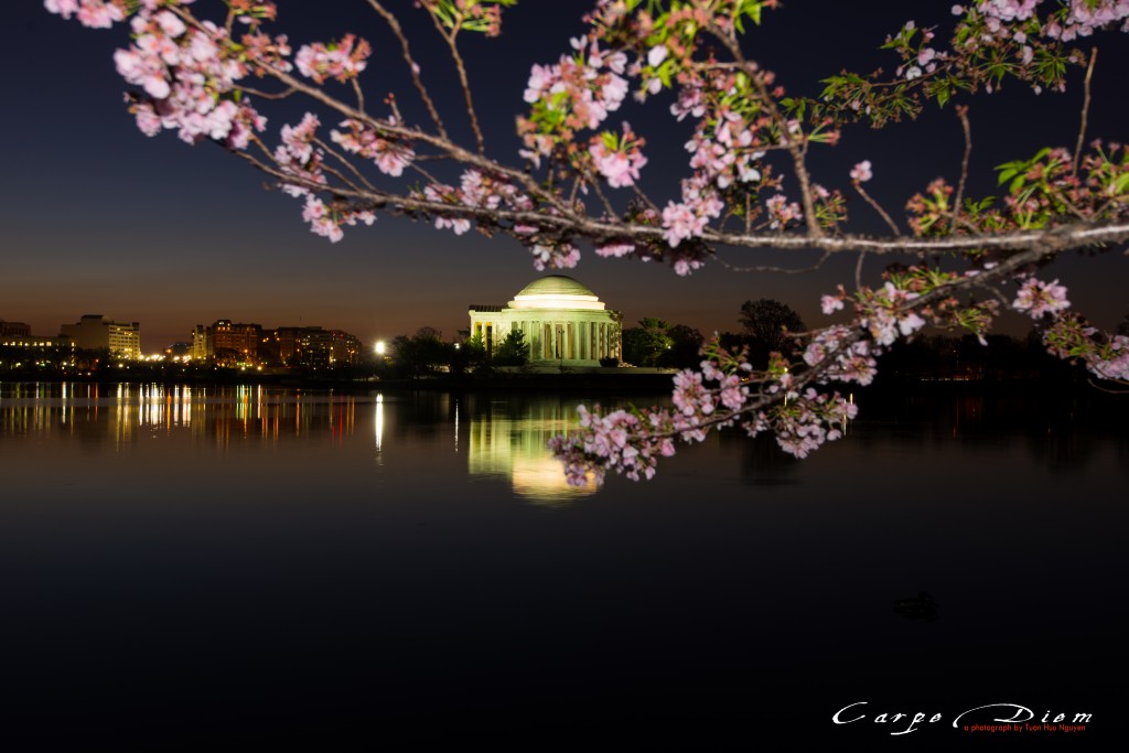 Anh Đào bên Jefferson Memorial, Washington DC