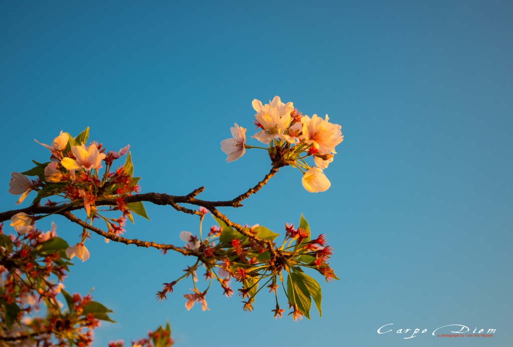Cuồi mùa Anh Đào, Washington DC