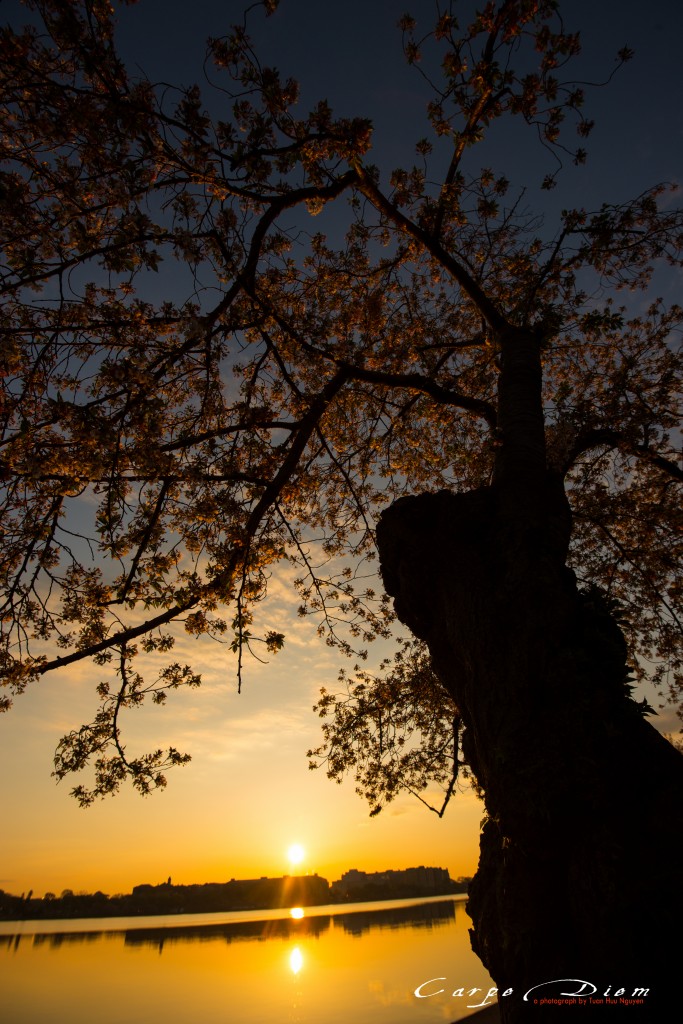 Cây Anh Đào già trong nắng đầu ngày, Washington DC