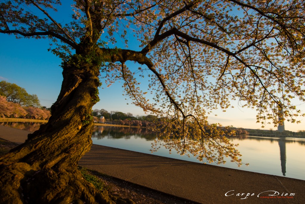 Dọc theo bờ hồ Tidal Basin, Washington DC