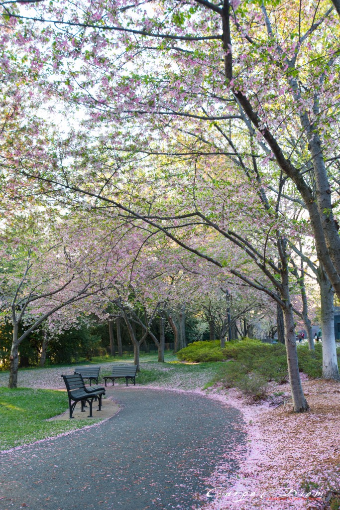 Xác Anh Đào bền lề, Washington DC