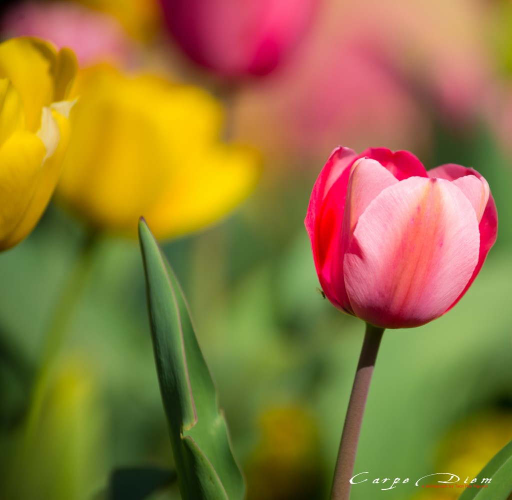 Sắc màu mùa xuân, Washington DC