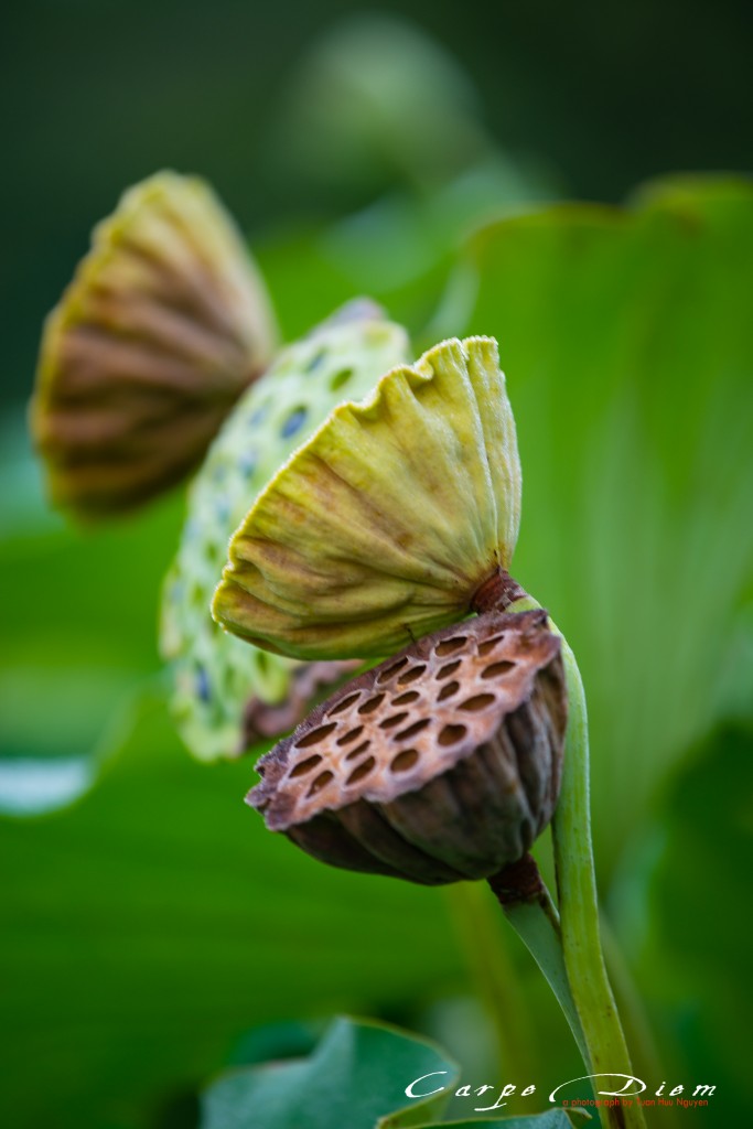 Sen bước qua thời gian