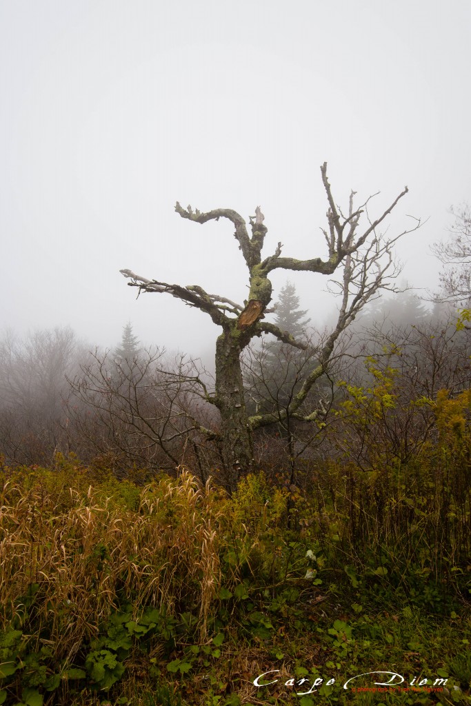 Cô đơn trong sương mù, Mount Gaylord, MA