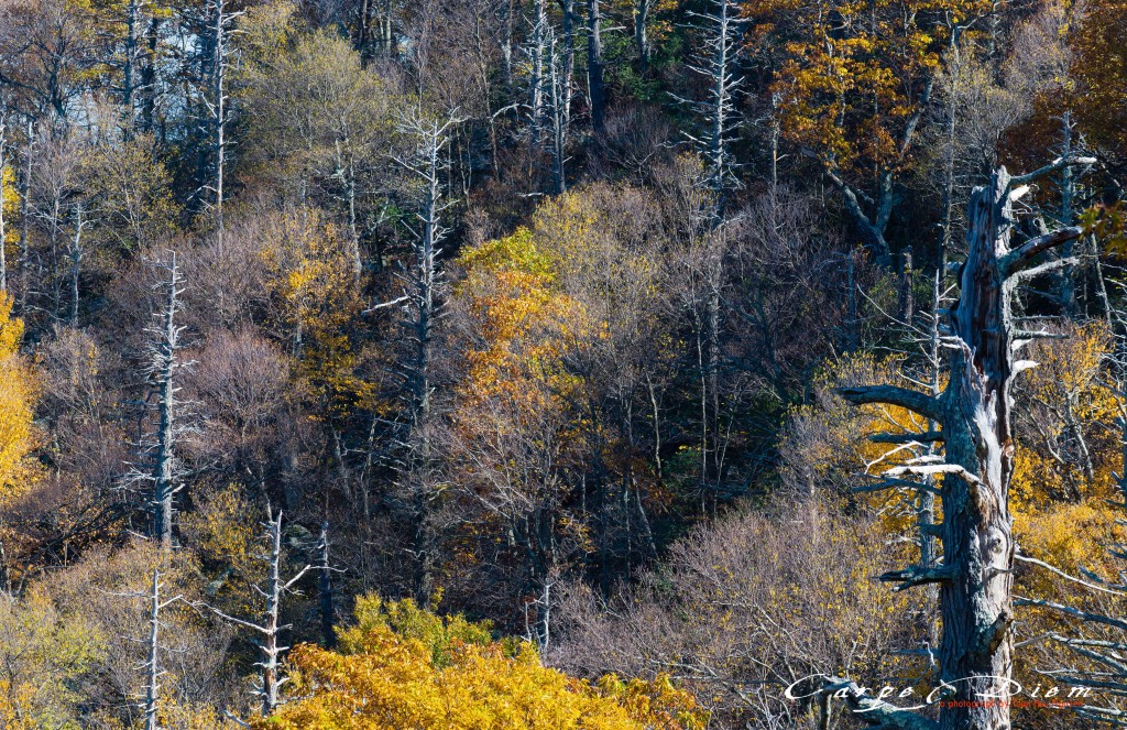 Nhìn những mùa Thu đi, Skyline Drive, Virginia, USA