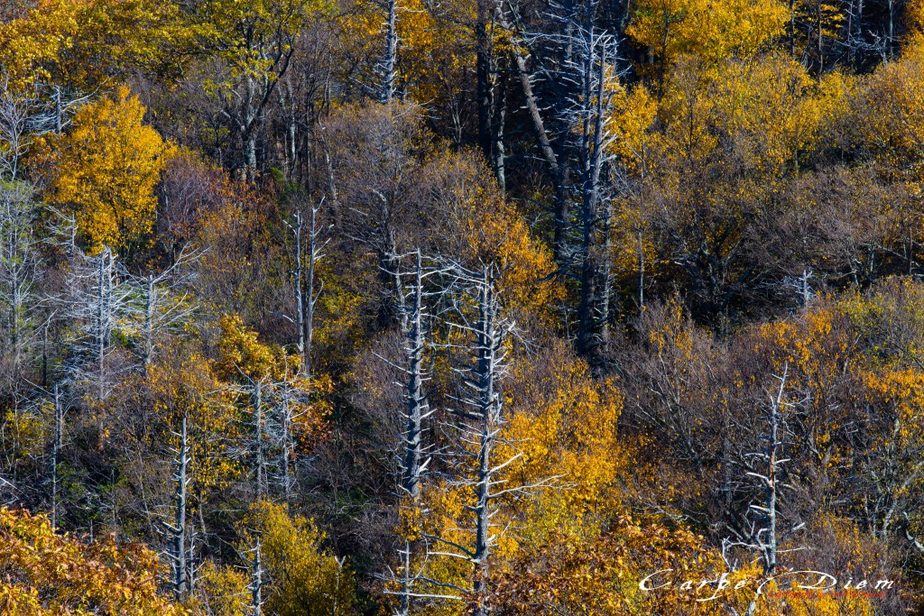 Nhìn những mùa Thu đi, Skyline Drive, Virginia, USA