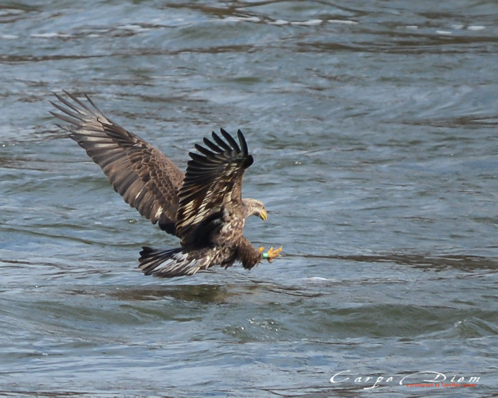 Bald Head Eagle