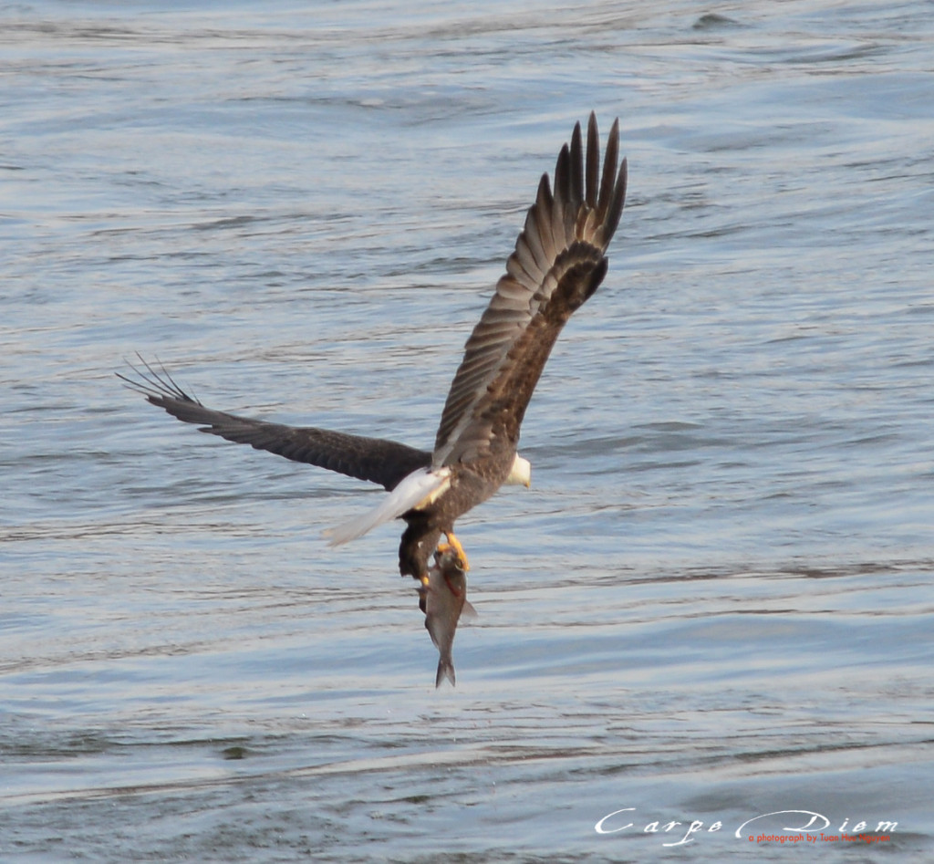 Bald Head Eagle