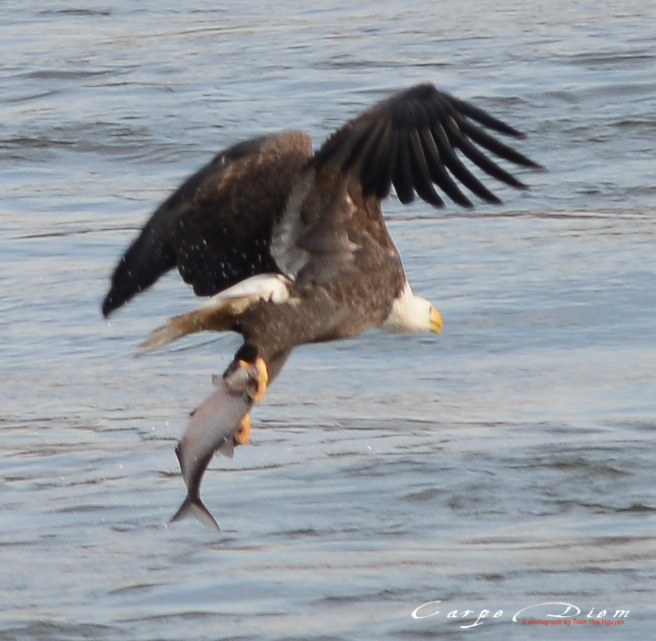 Bald Head Eagle