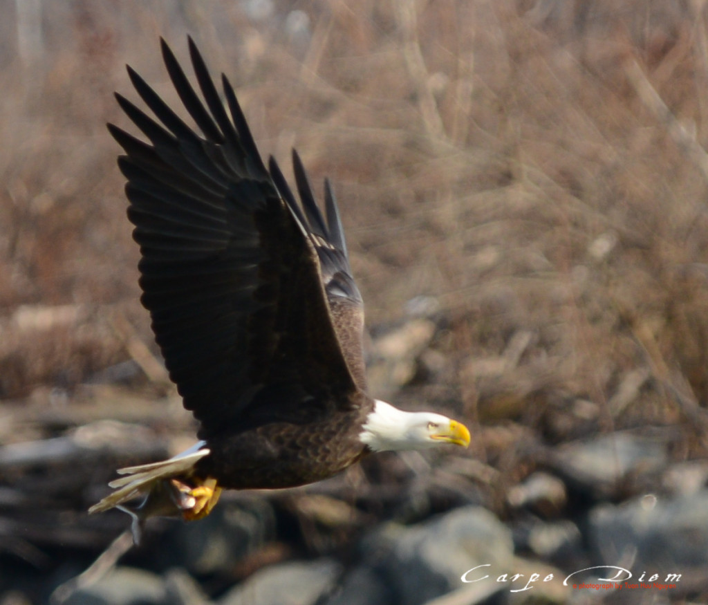 Bald Head Eagle