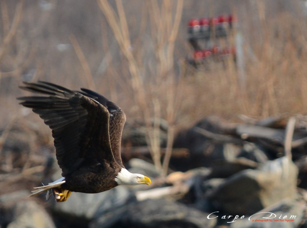 Bald Head Eagle