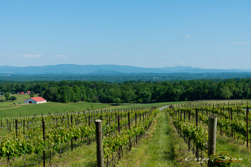 Raffaldini Vineyard