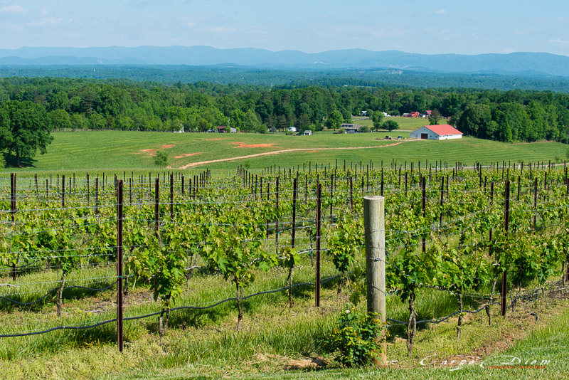 Raffaldini Vineyard