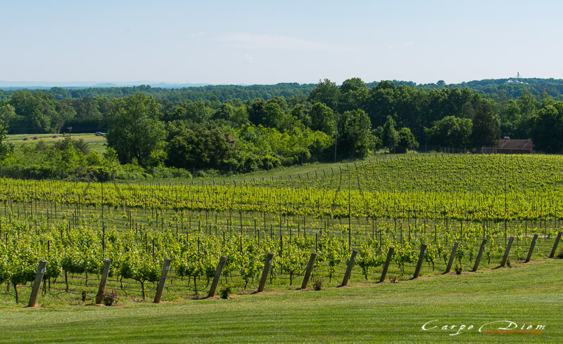 Raffaldini Vineyard