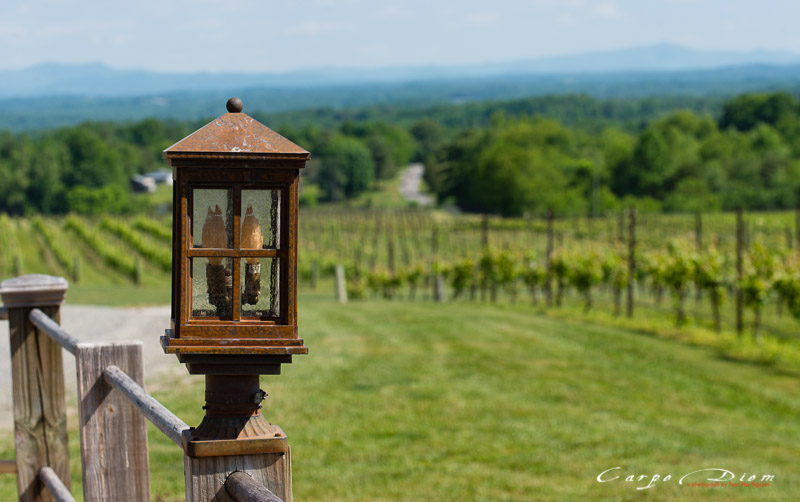 Raffaldini Vineyard