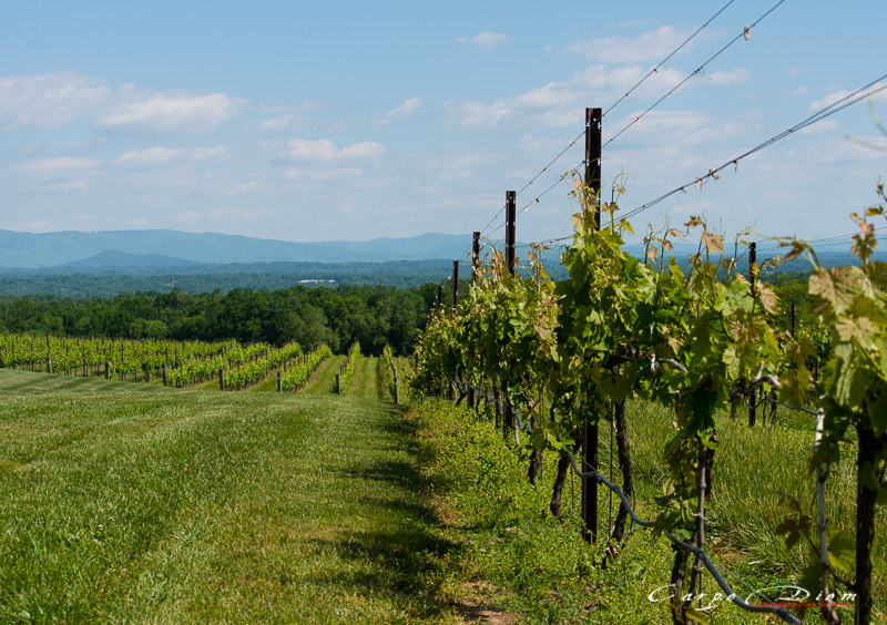 Raffaldini Vineyard