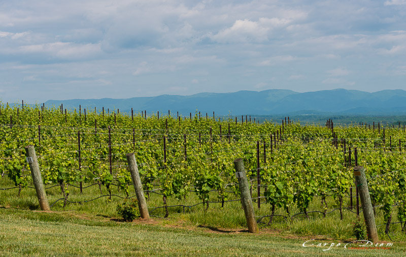 Raffaldini Vineyard