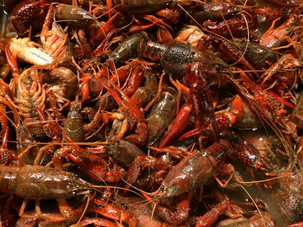 crawfish