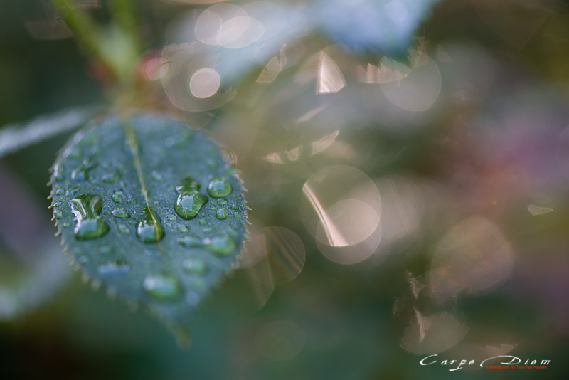 Giọt mưa trên lá