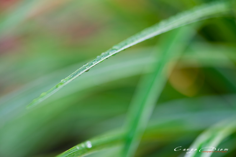 Giọt mưa trên lá