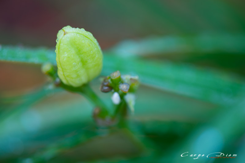 Giọt mưa trên lá