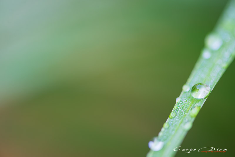 Giọt mưa trên lá