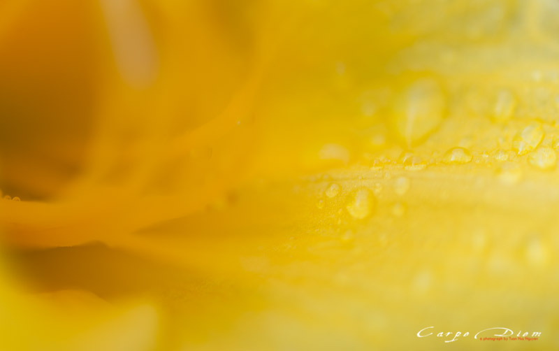 2014-macro-flowrs-cp-4280