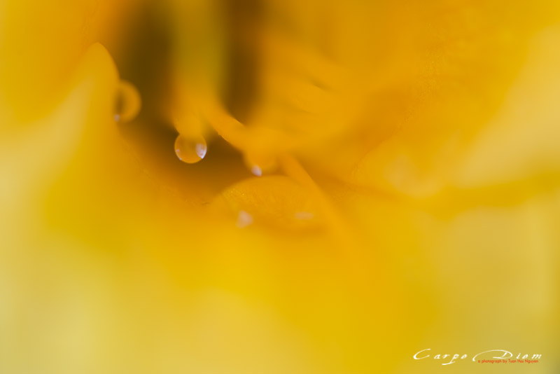 2014-macro-flowrs-cp-4281