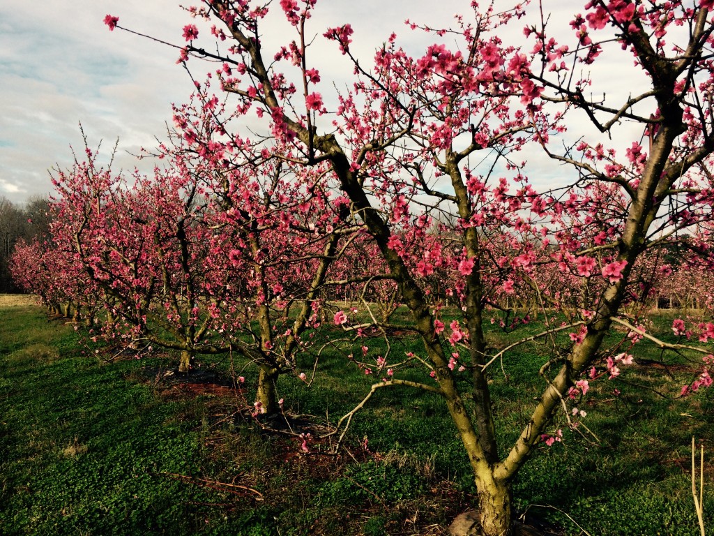 Peach Blossom