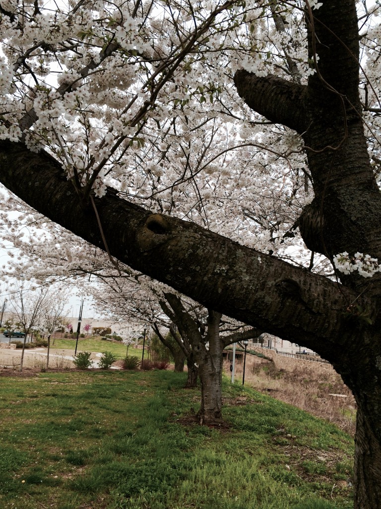 Cherry Blossom in Charlotte