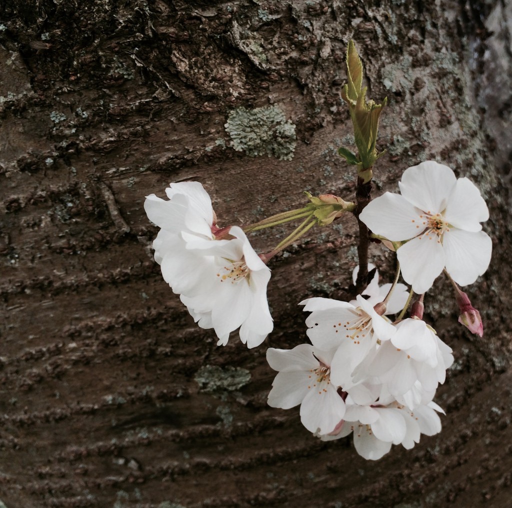 Cherry Blossom in Charlotte