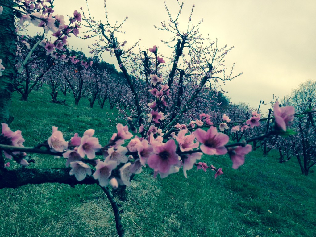 Peach Blossom