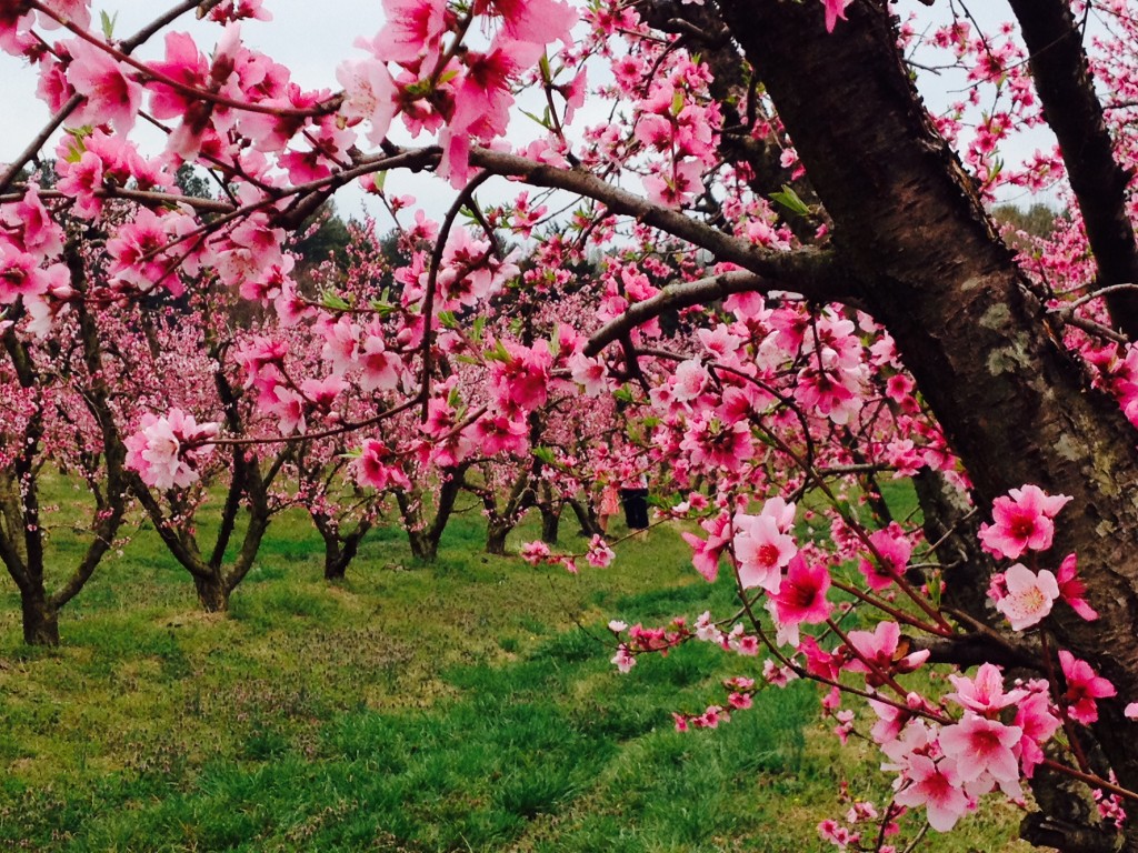 Peach Blossom