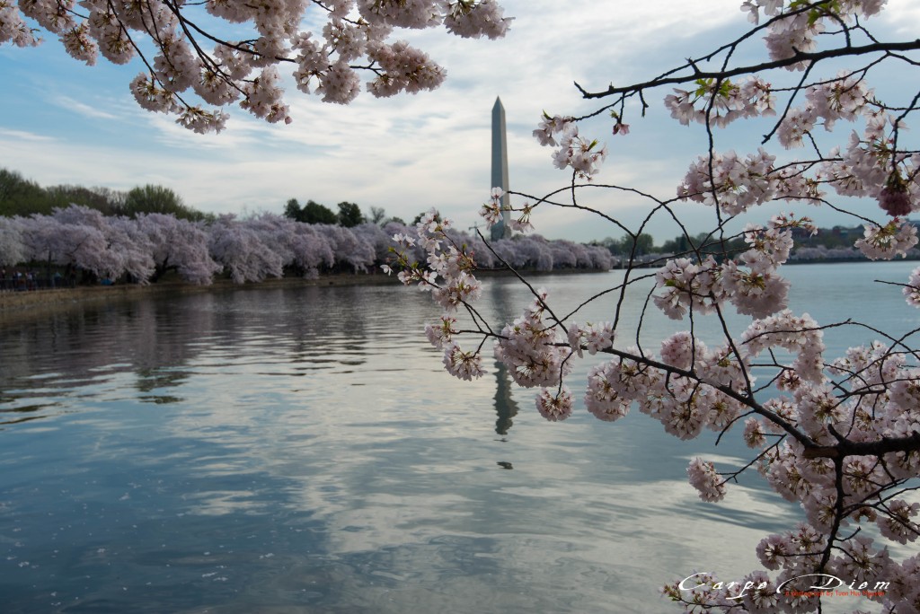 Anh Đào bên hồ Tidal Basin