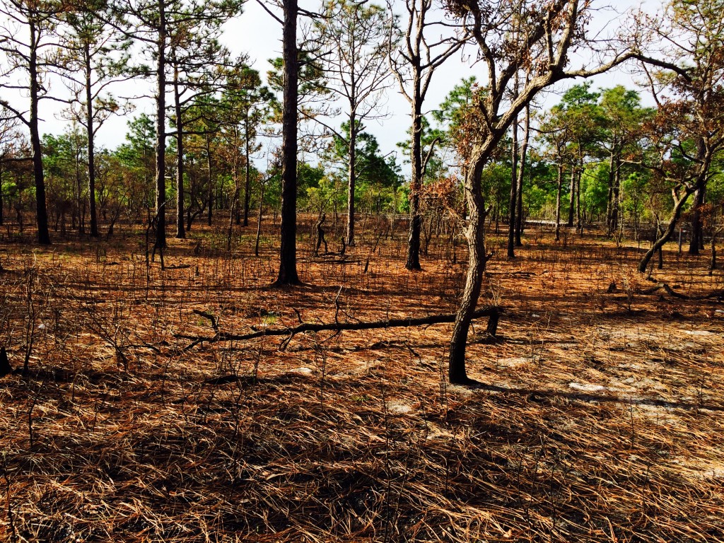 Carolina Beach State Park