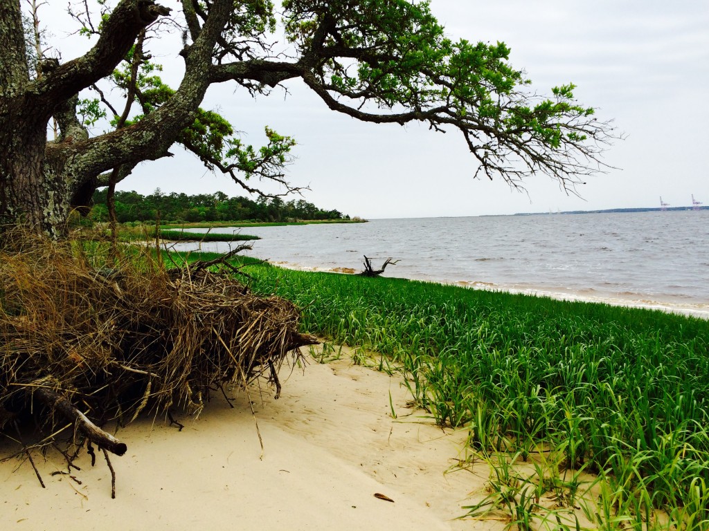 Carolina Beach State Park