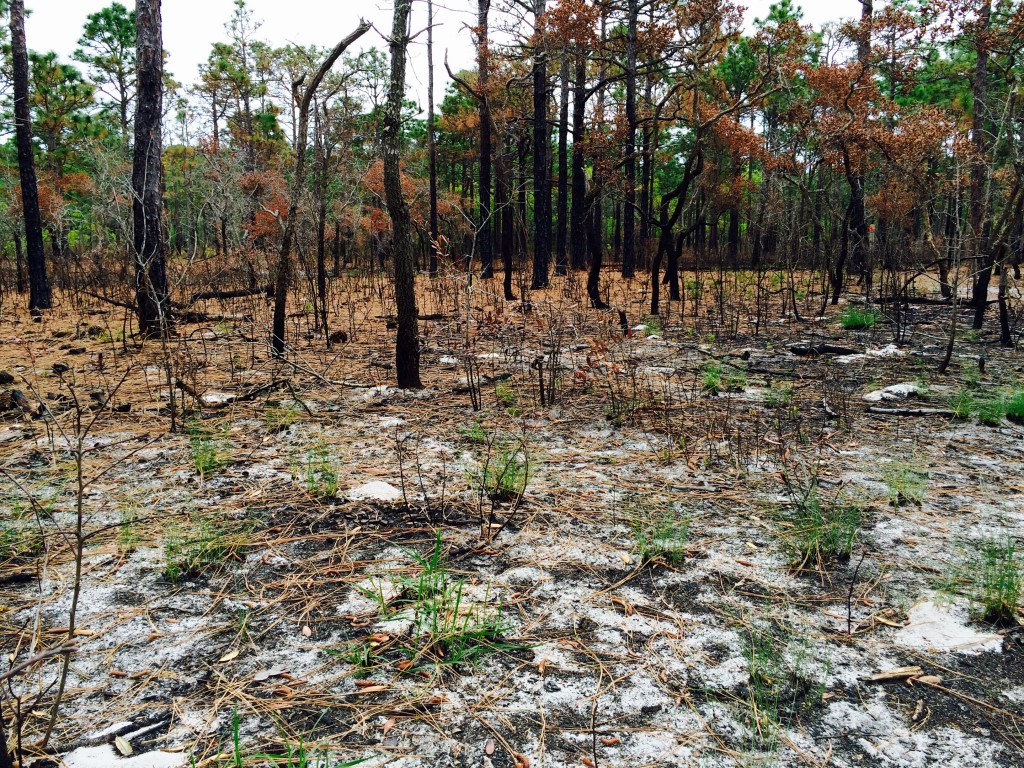 Carolina Beach State Park