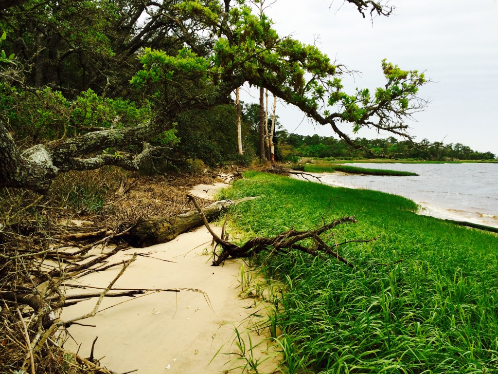 Carolina Beach State Park