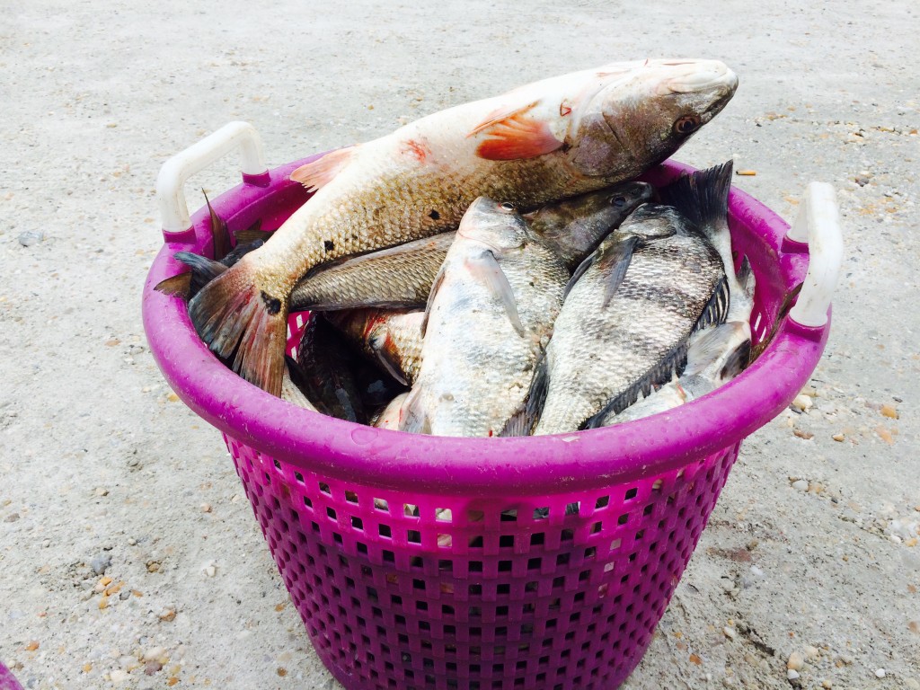 Fresh catch fish, Carolina Beach