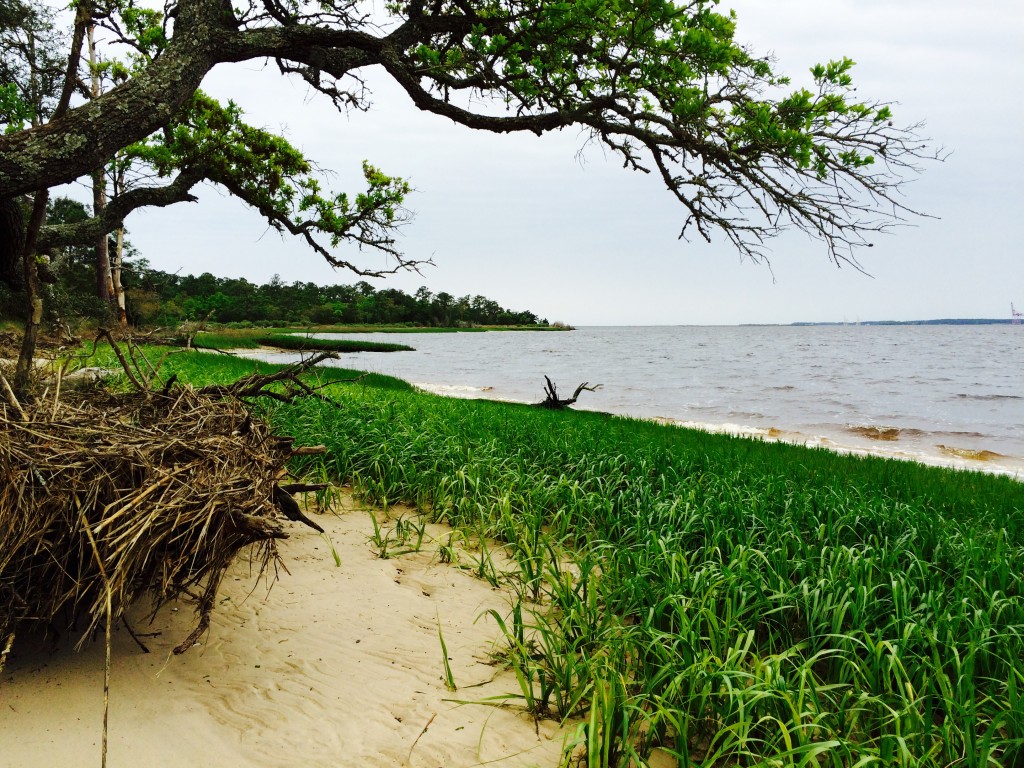 Carolina Beach State Park