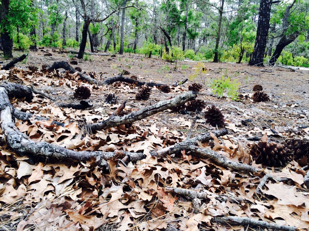 Carolina Beach State Park