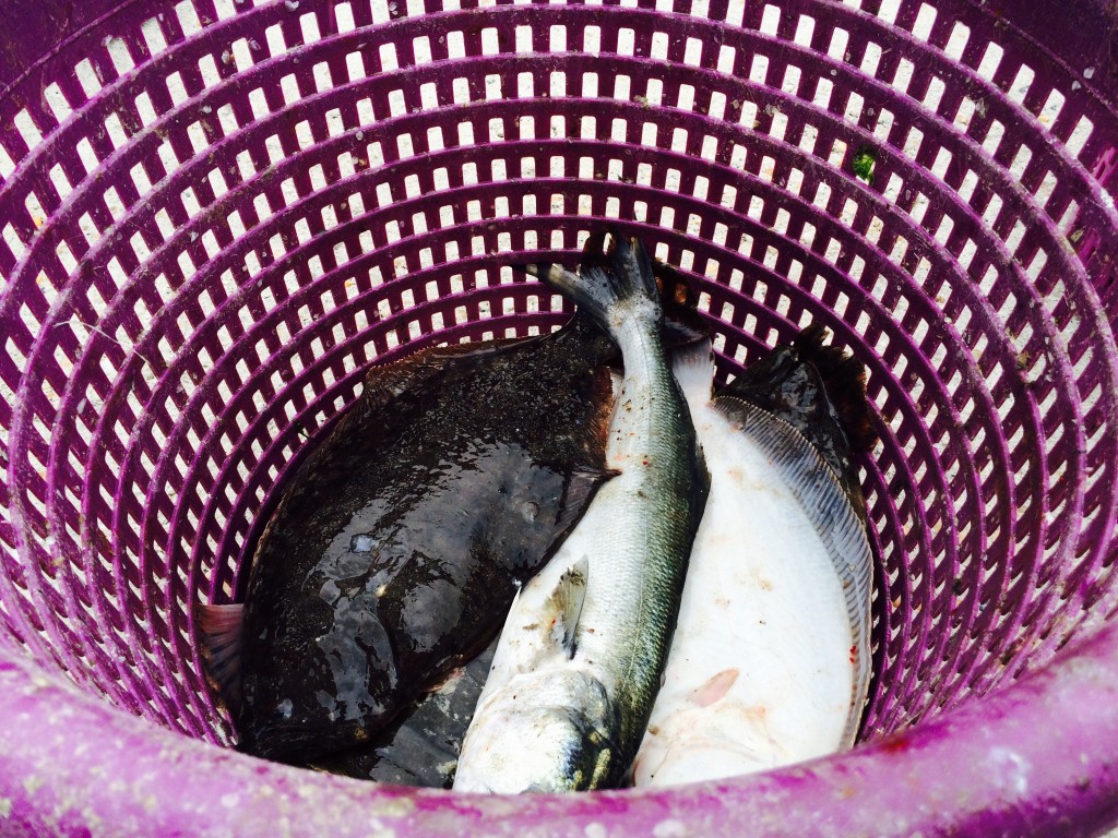 Fresh catch fish, Carolina Beach
