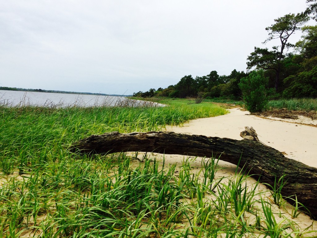 Carolina Beach State Park