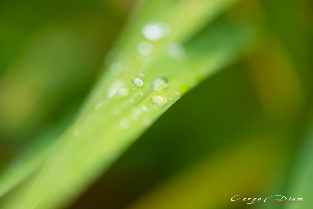 Xanh xanh, vàng vàng