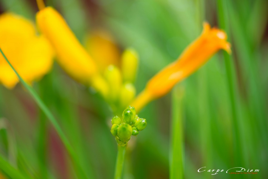 Xanh xanh, vàng vàng