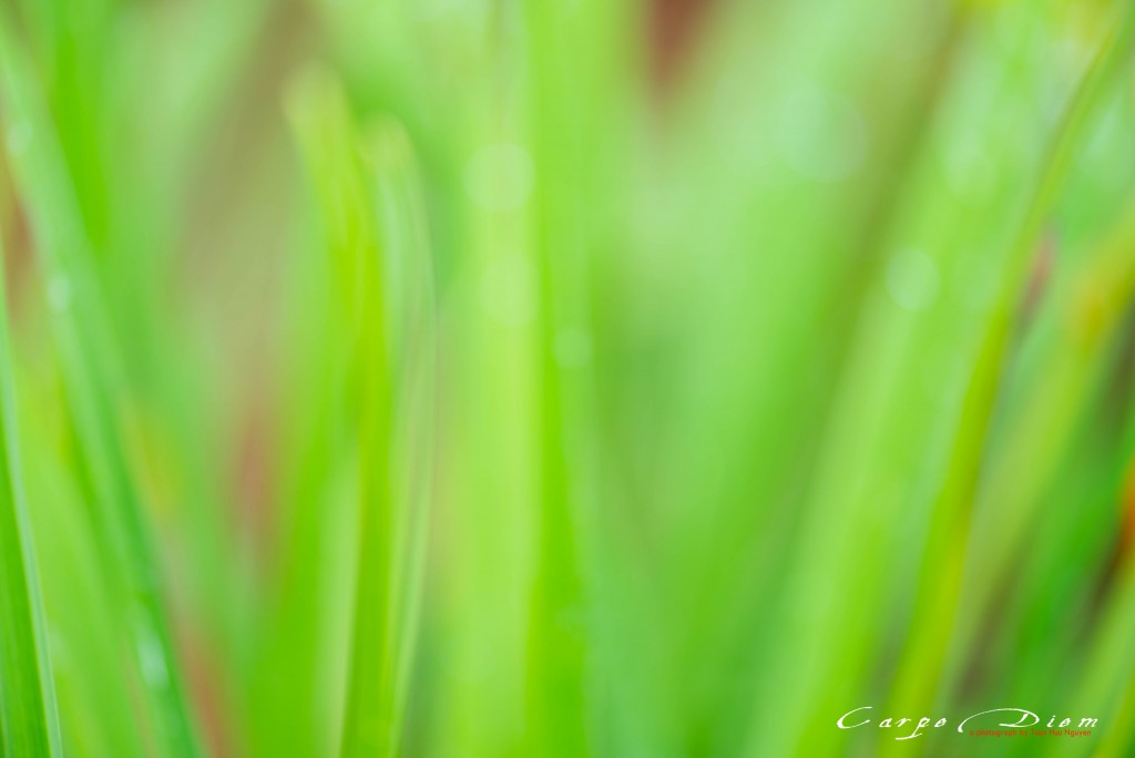 Xanh xanh, vàng vàng