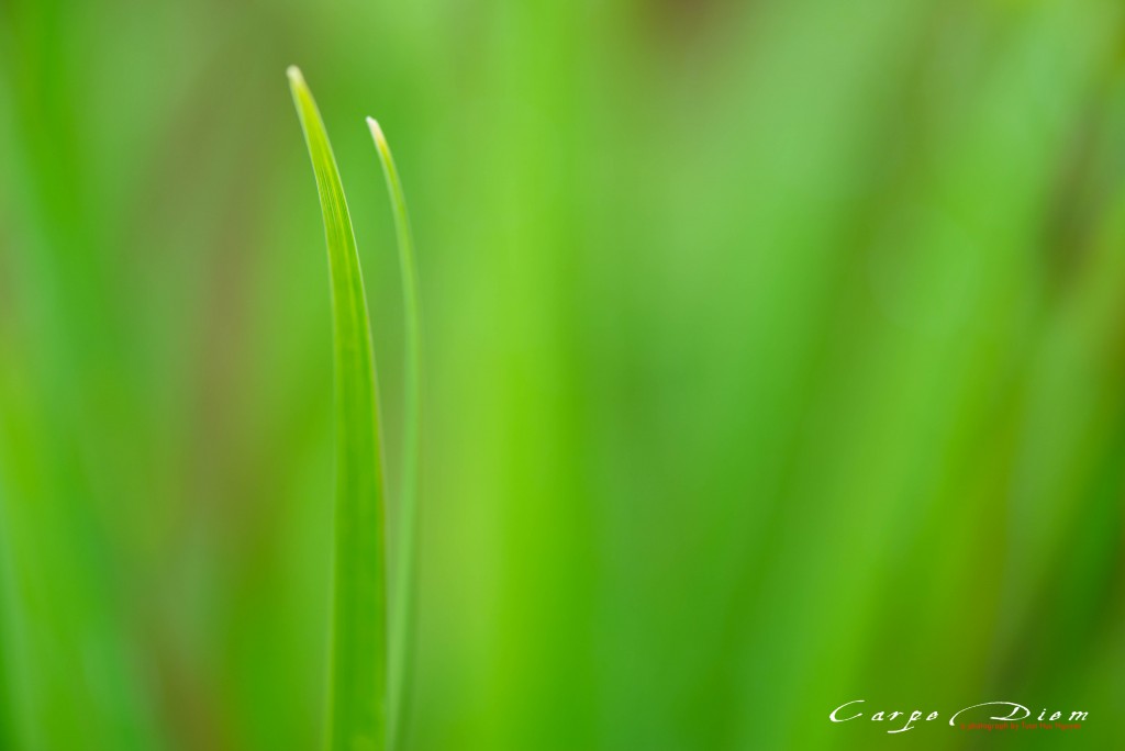 Xanh xanh, vàng vàng