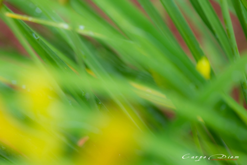 Xanh xanh, vàng vàng