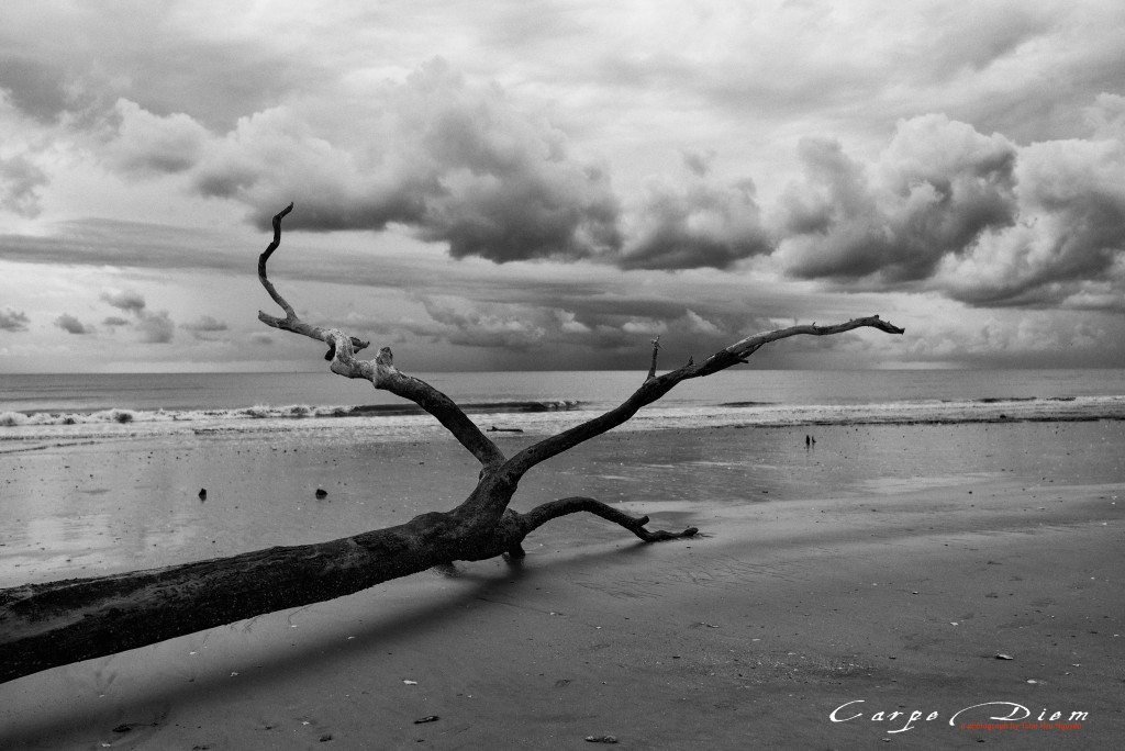 Boneyard Beach, Charleston